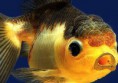 /album/hs-peixes-ornamentais/oranda-panda-jpg/